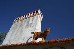 Kater Leo im Alentejo