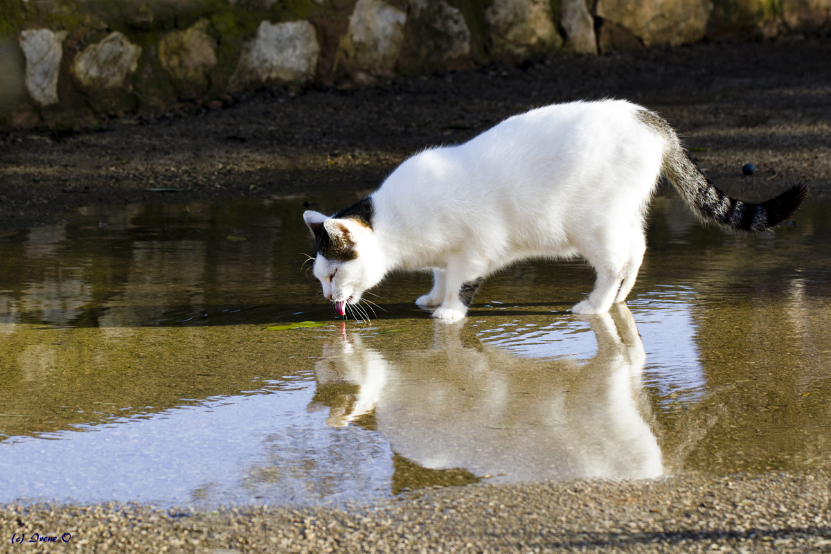 Kater Lucky...