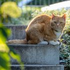 Kater Luis im Außendienst