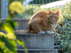 Kater Luis im Außendienst