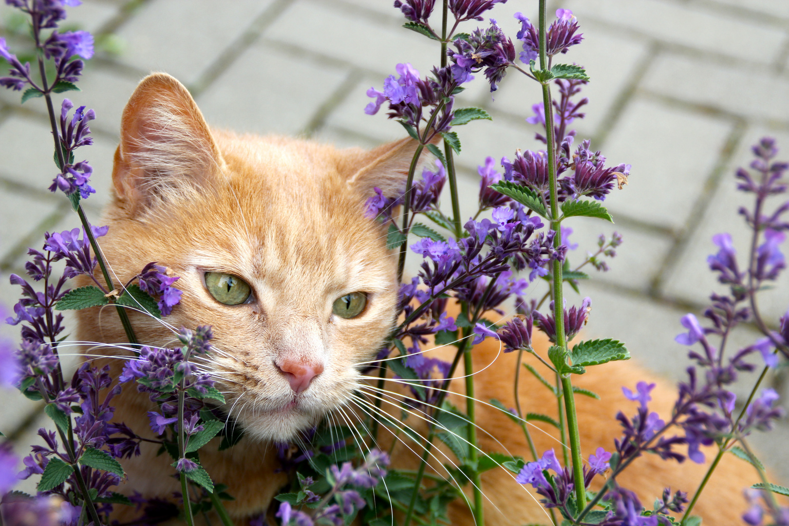 Kater "Männelein"