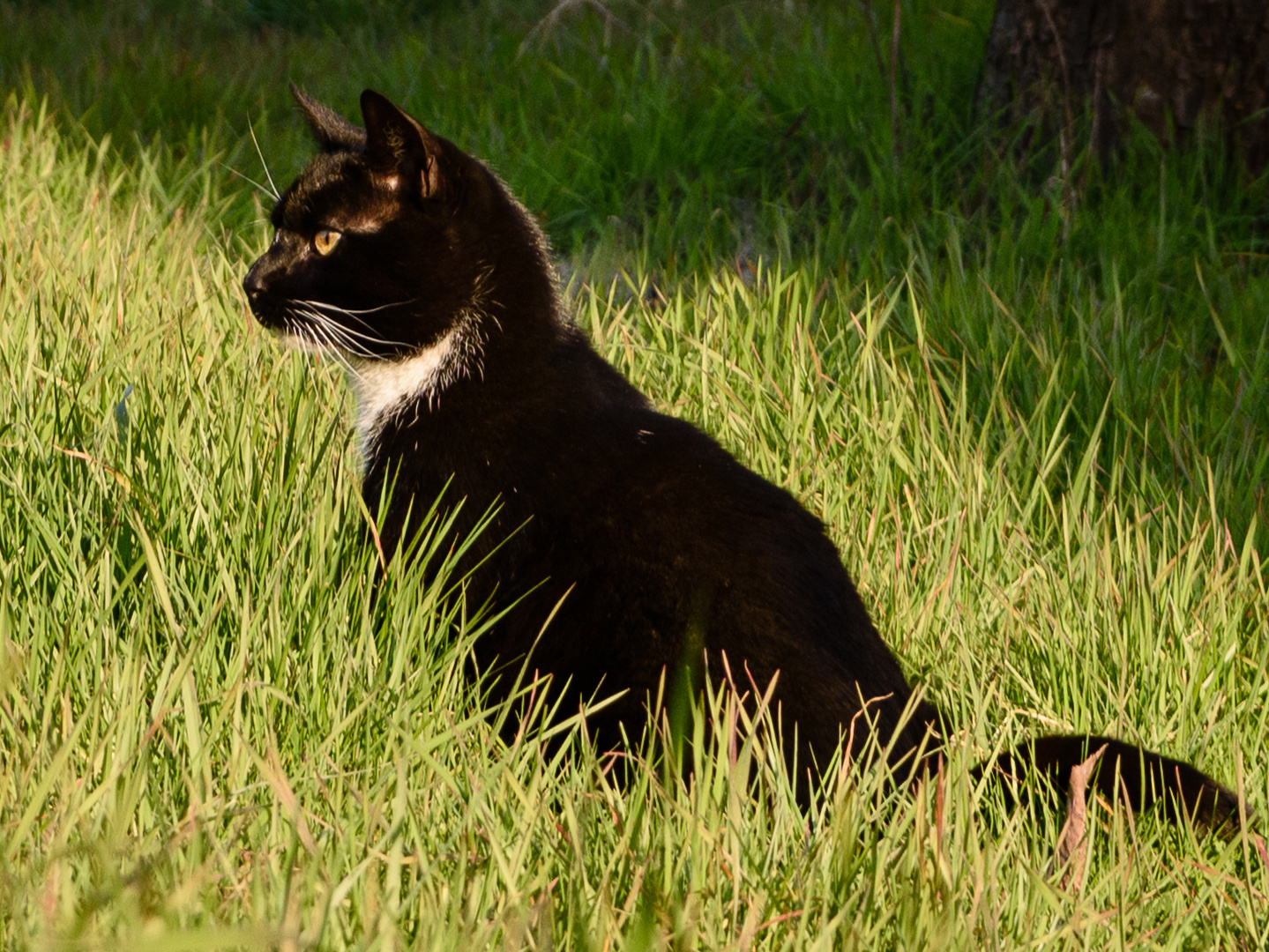 Kater Max