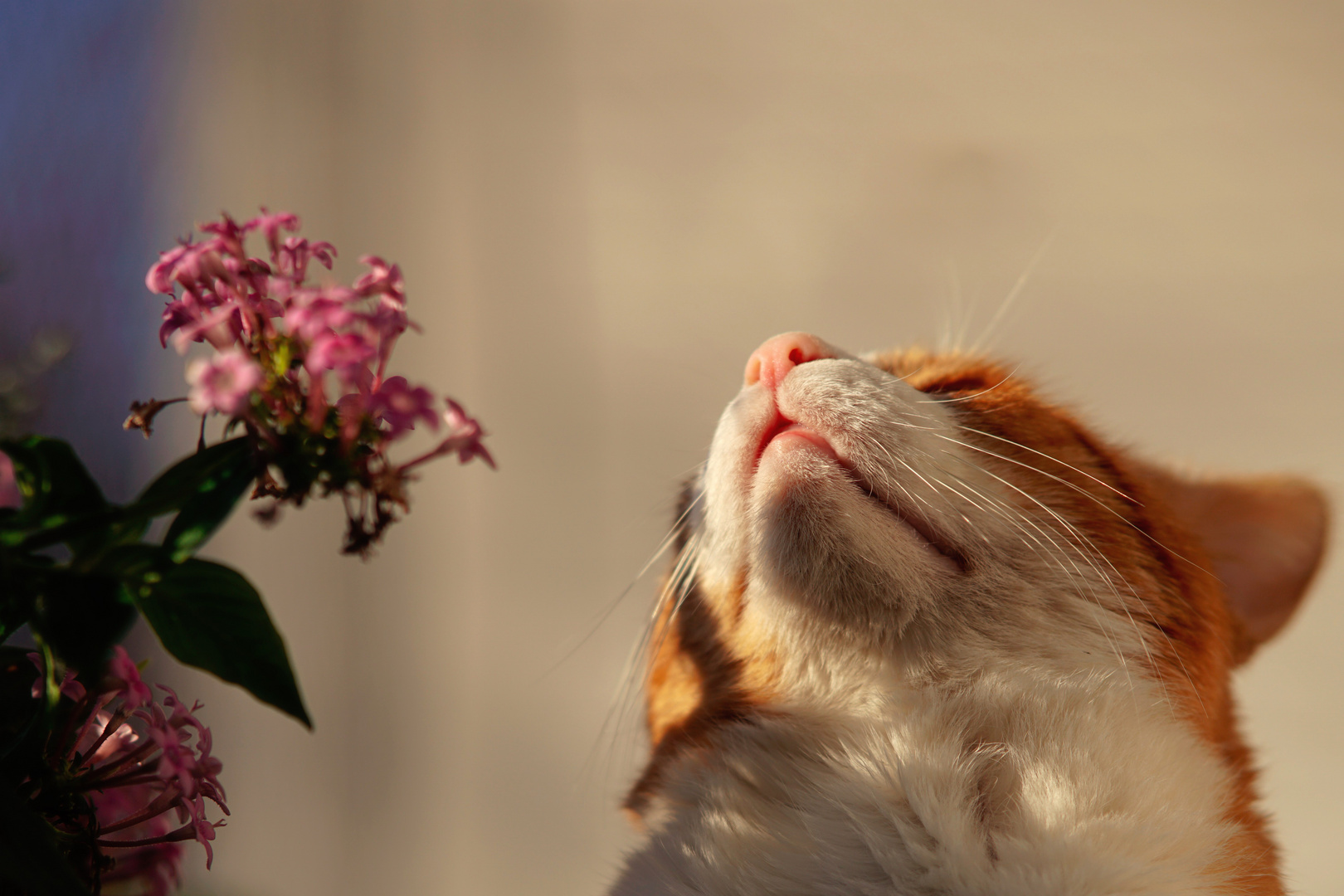 Kater Max geniest die November Sonne