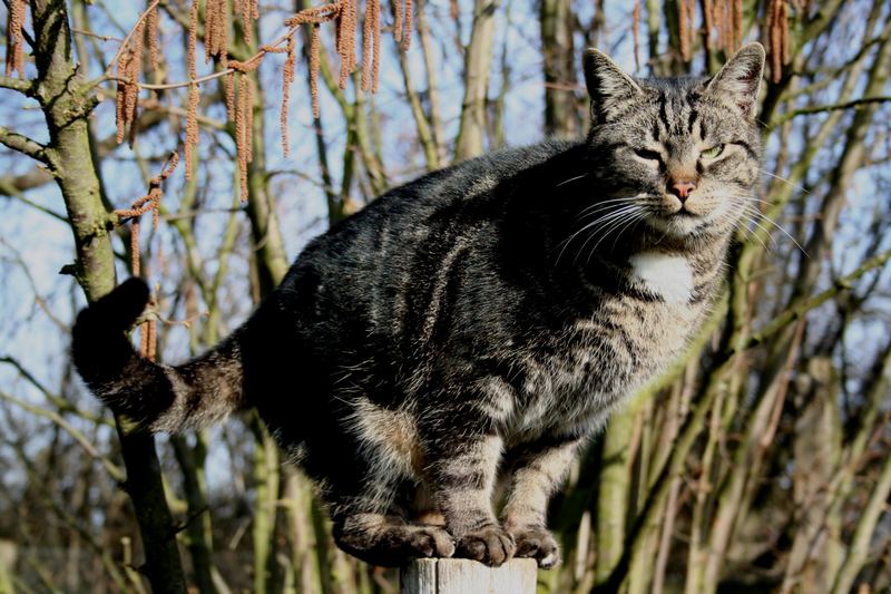 ***Kater Max übt Pfahlsitzen***