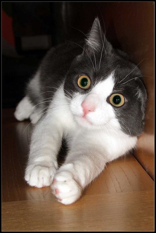 Kater Maxi mit Knickohr ;-) Foto & Bild | tiere, haustiere, katzen ...