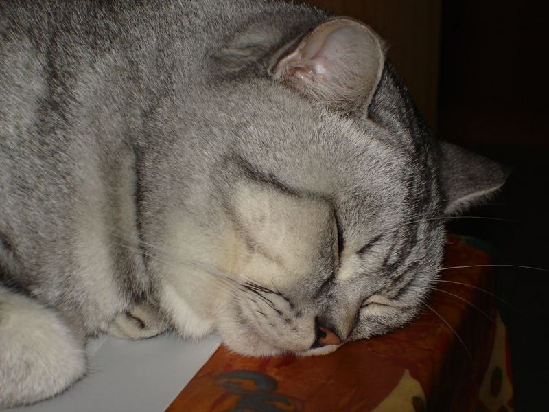 Kater Merlin beim Büroschlaf....