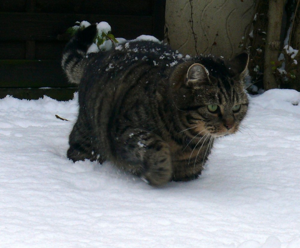 Kater Merlin..