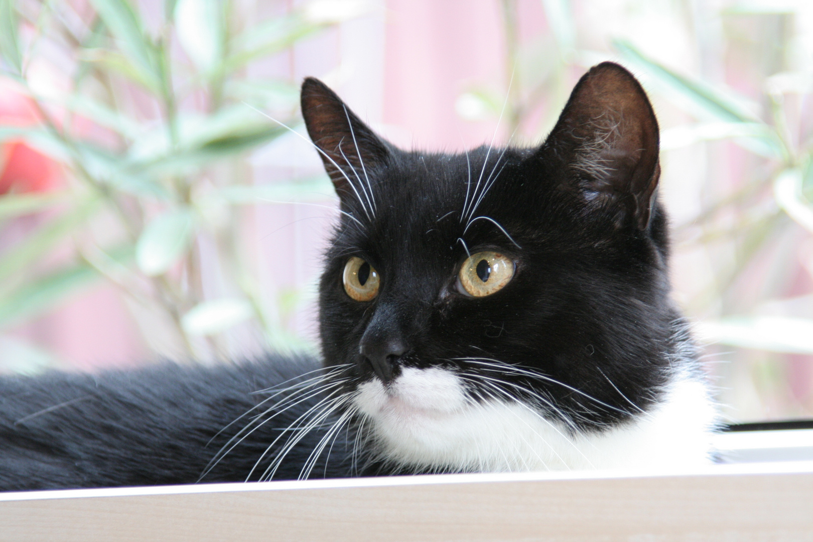 Kater Micky am Fenster