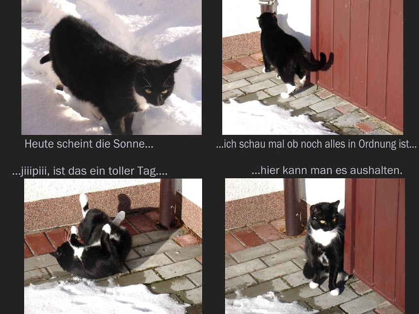 Kater Micky Collage