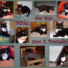 Kater Micky hat Geburtstag