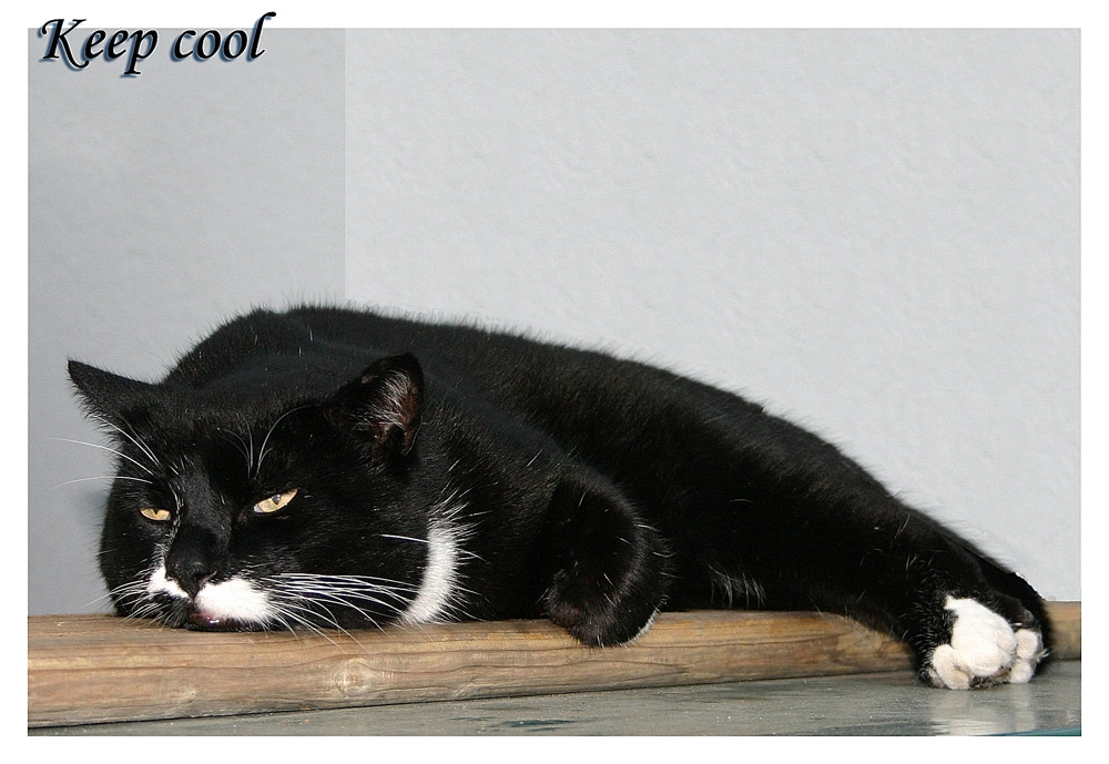 Kater Mikesch Foto & Bild | tiere, haustiere, katzen Bilder auf ...