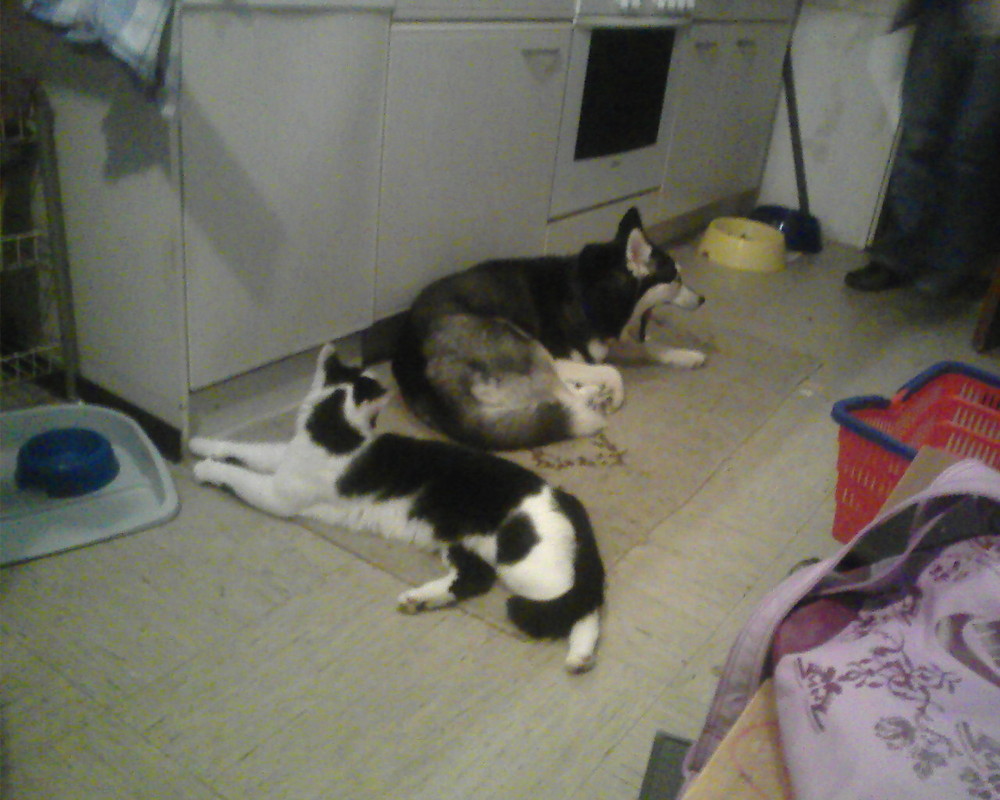 Kater Minosch mit Husky Hündin Lysha,