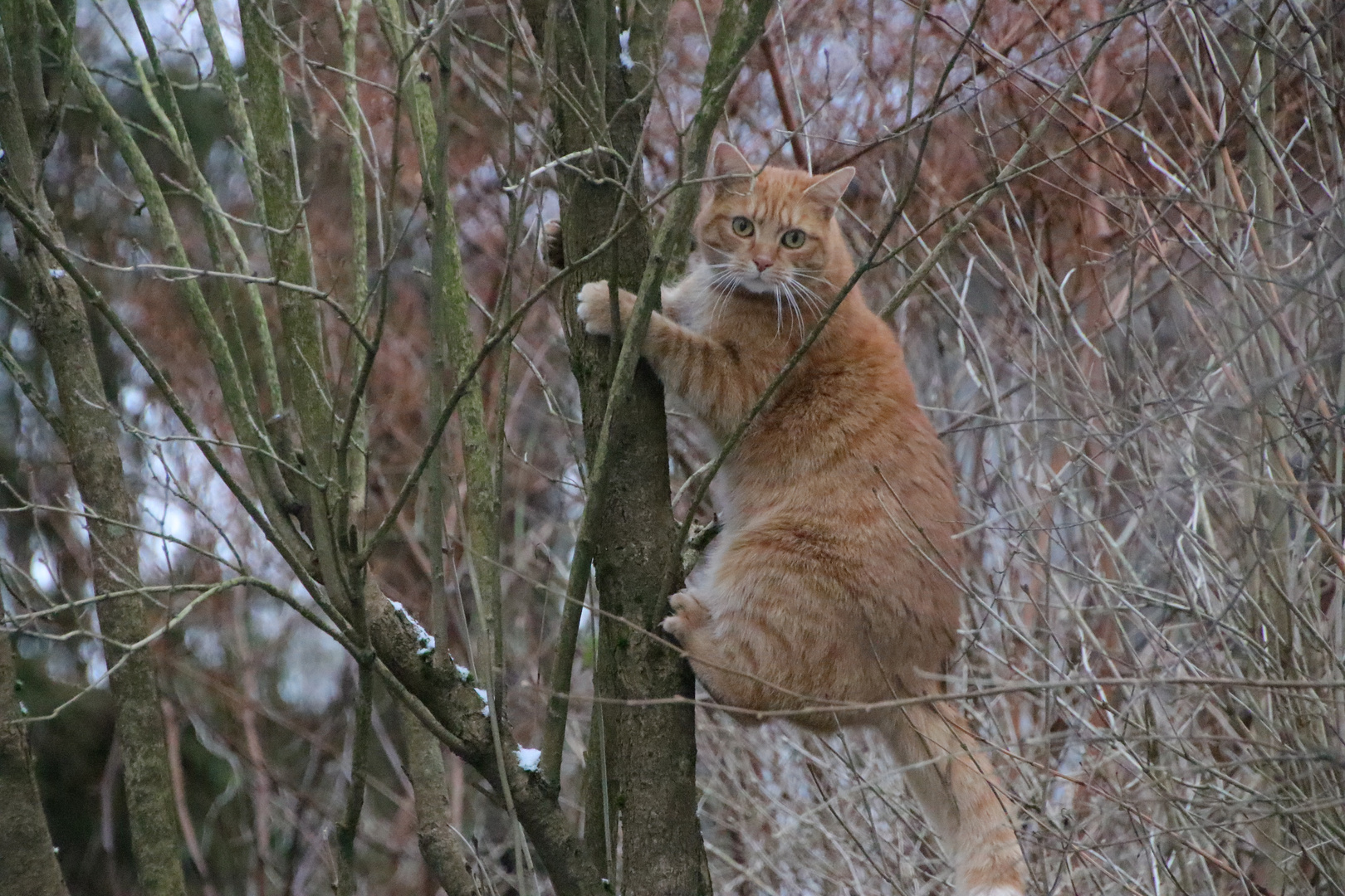 Kater Mio klebt am Baum