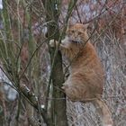 Kater Mio klebt am Baum