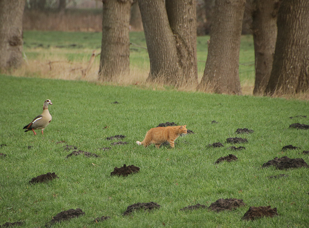 Kater Mio und die Gänse 1 - 3