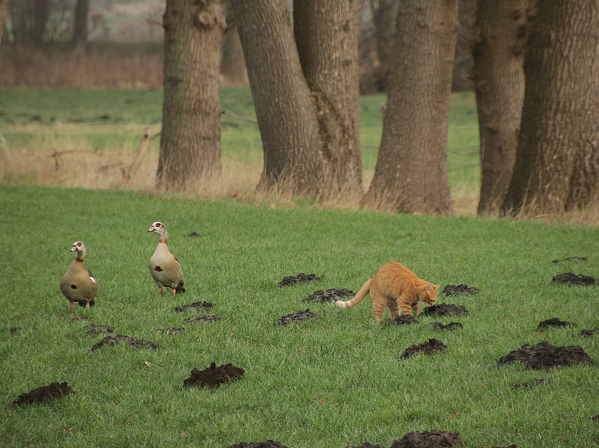 Kater Mio und die Gänse 1 - 3