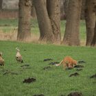 Kater Mio und die Gänse 1 - 3