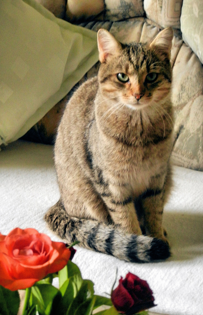 Kater Miro und die Rosen