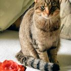 Kater Miro und die Rosen