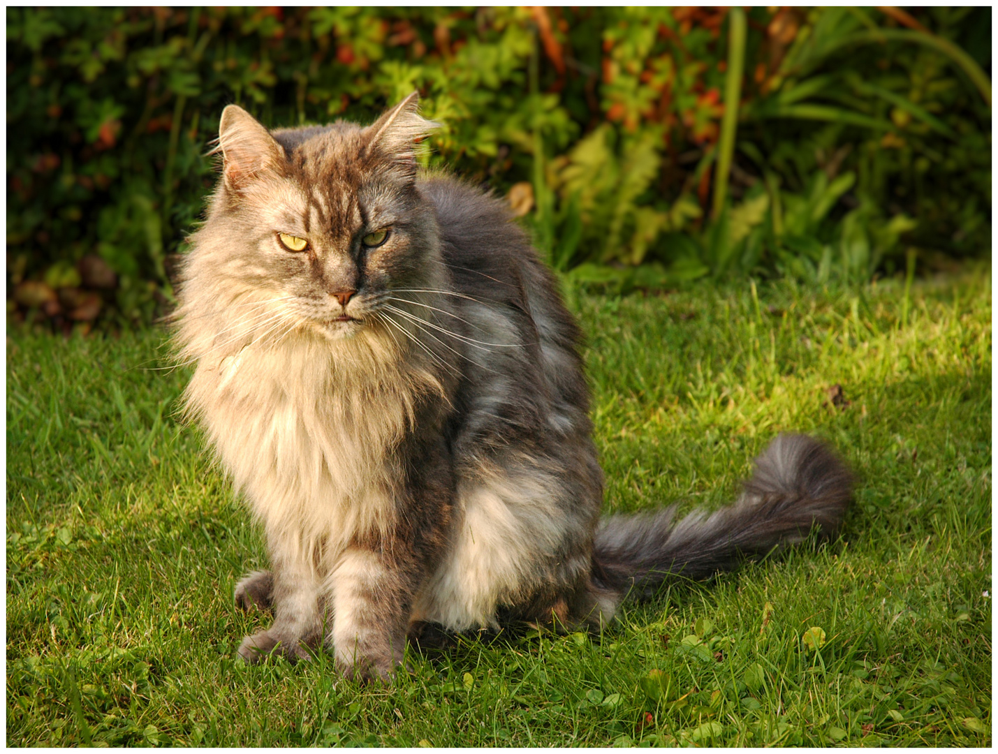 Kater mit Abendsonne