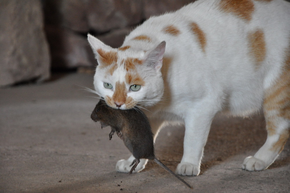 Kater mit Beute