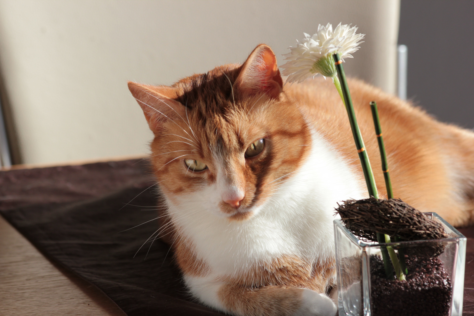 Kater mit Blume