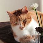 Kater mit Blume