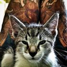 Kater mit Tattoo