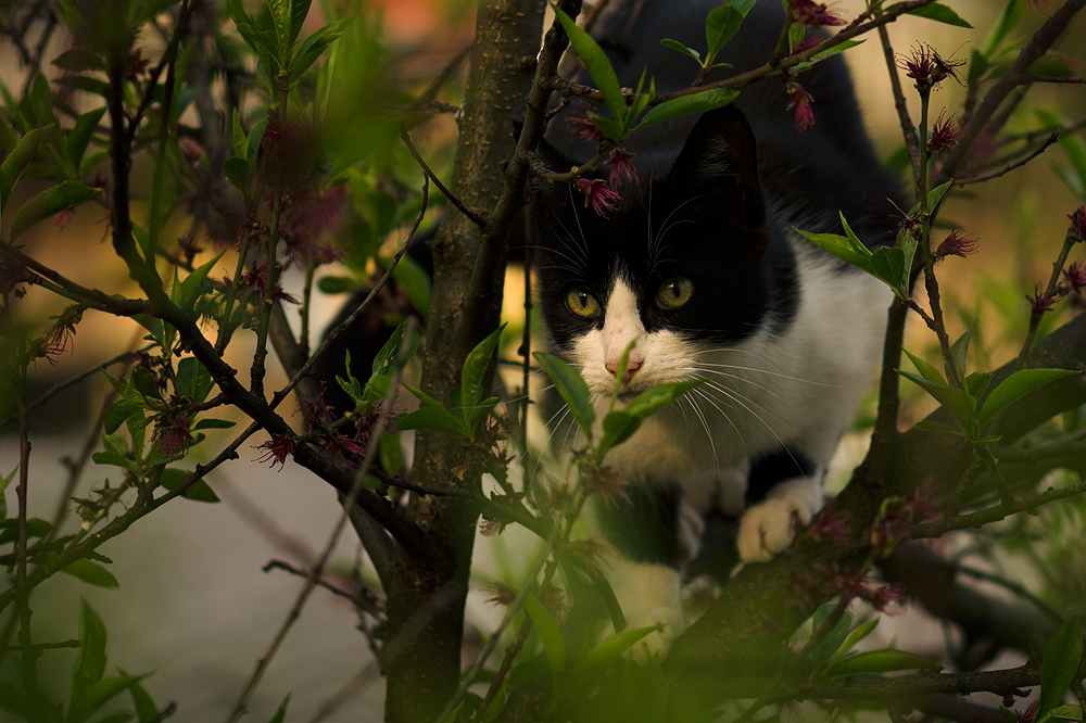 Kater Moritz auf der Pirsch