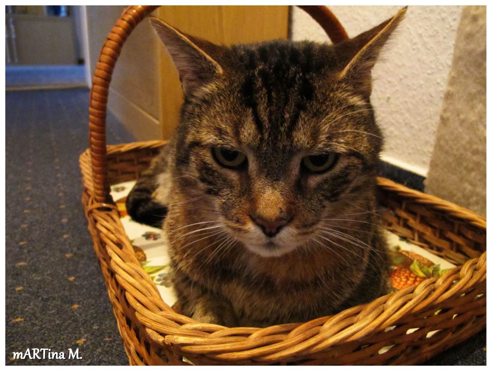 Kater Motz hat Wünsche (mit Gedicht)