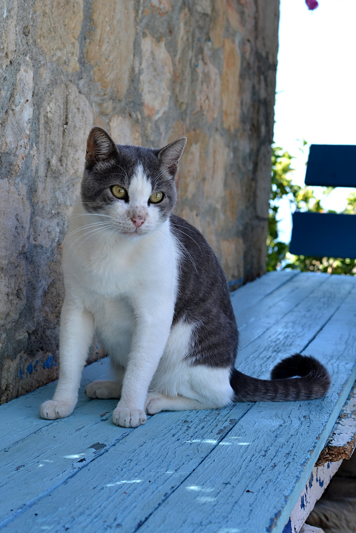 Kater müsste man sein