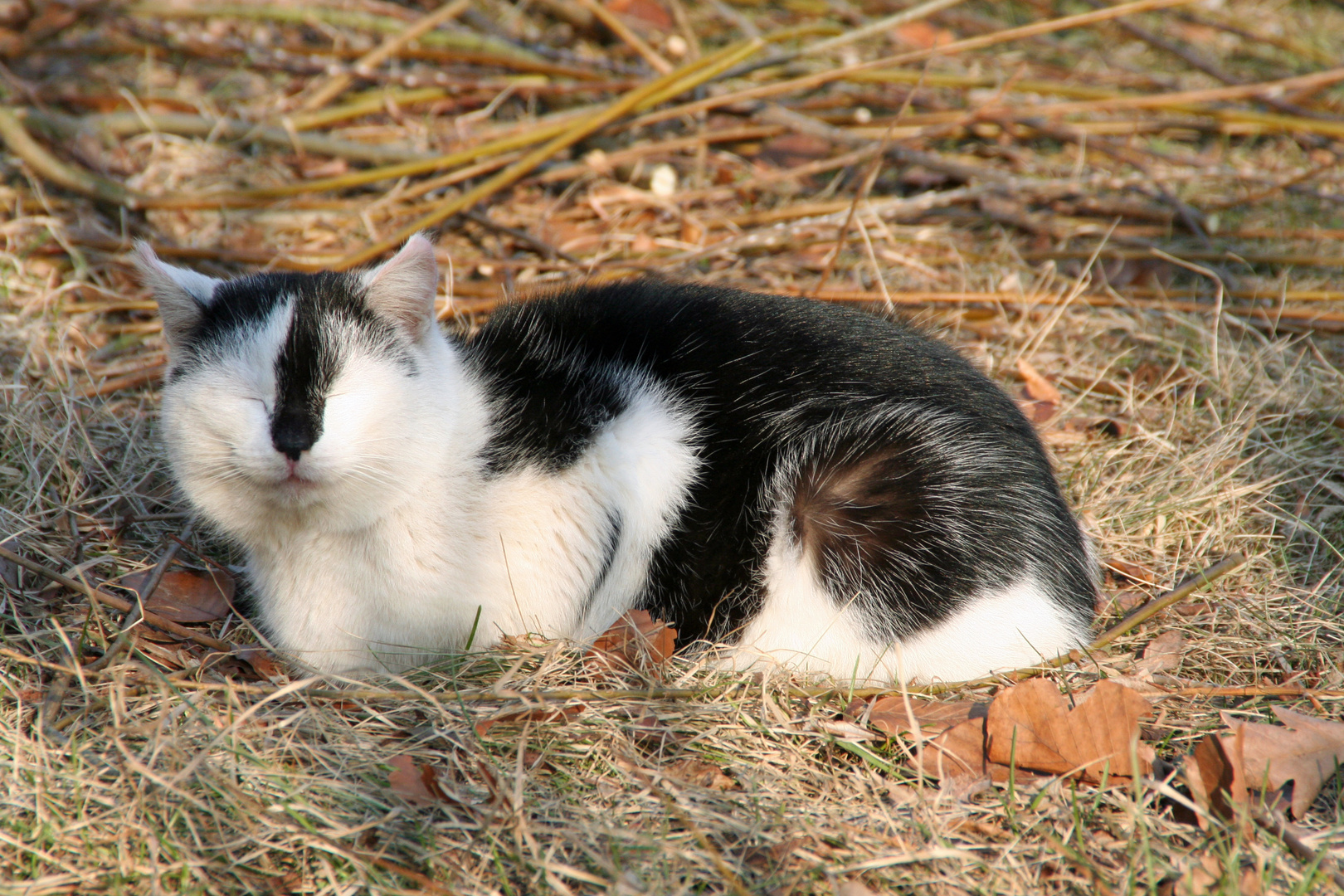 Kater Murr genießt den gestrigen Sonnentag