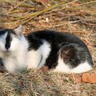 Kater Murr genießt den gestrigen Sonnentag