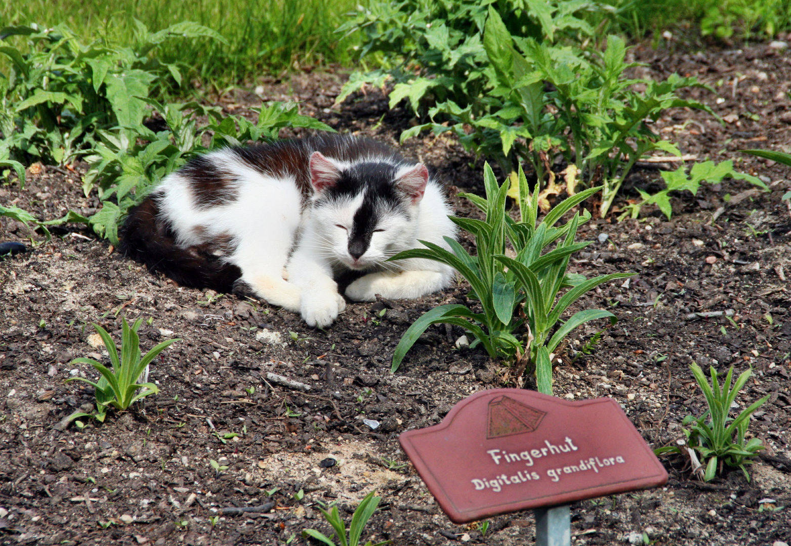 Kater Murr unter falschem Namen