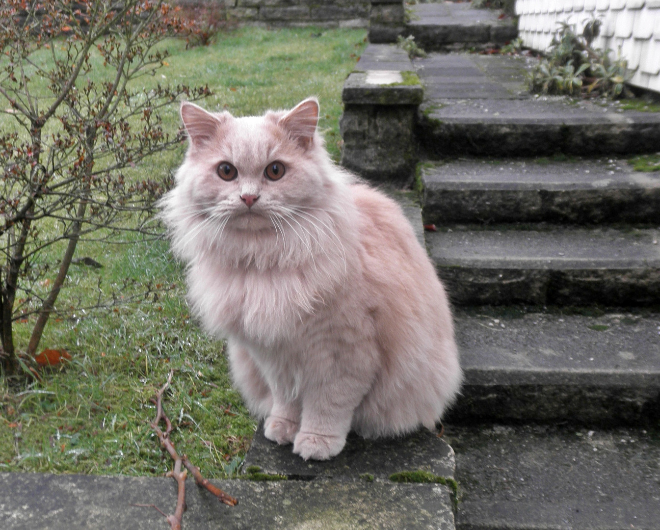 Kater neben der Treppe