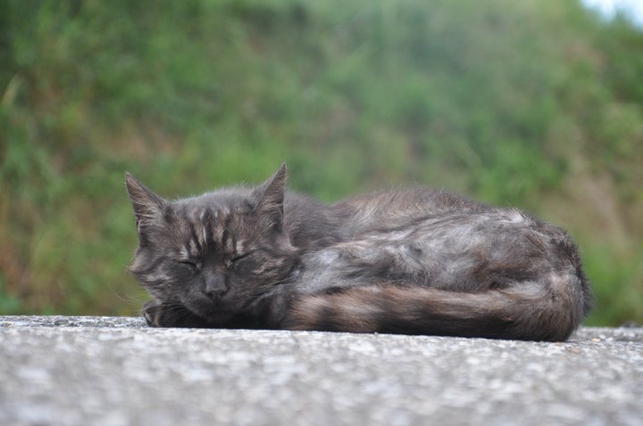 Kater nickerchen