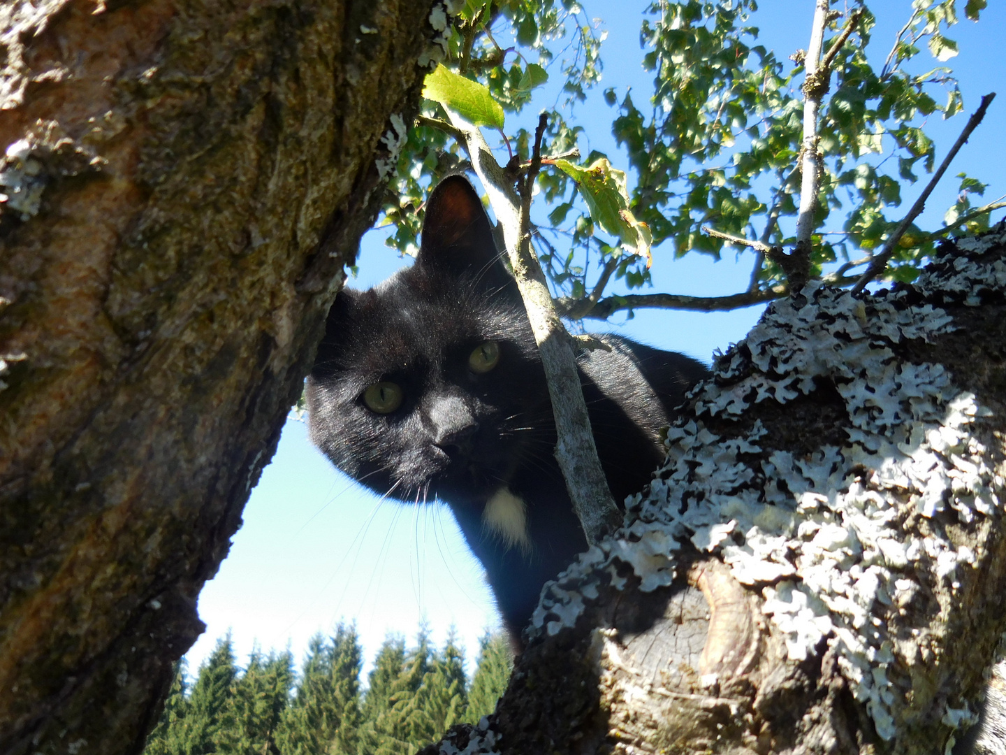 Kater Nico beim Fotoshooting :-)