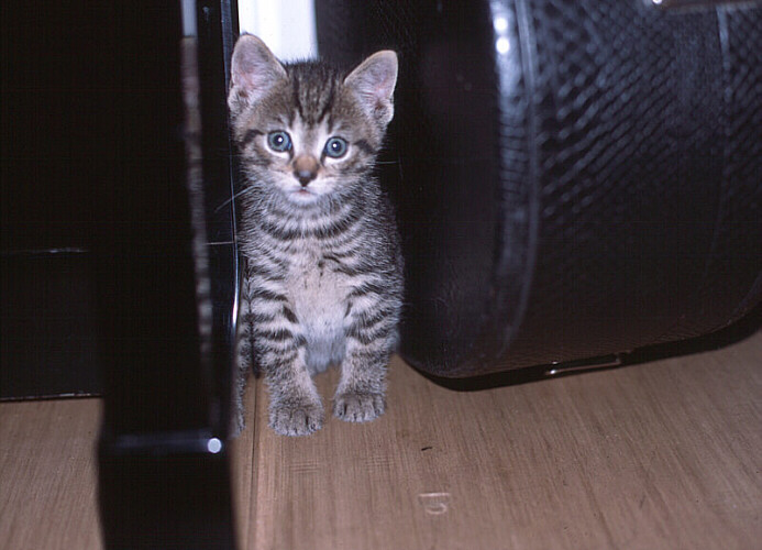 Kater, noch nicht geschlechtsreif