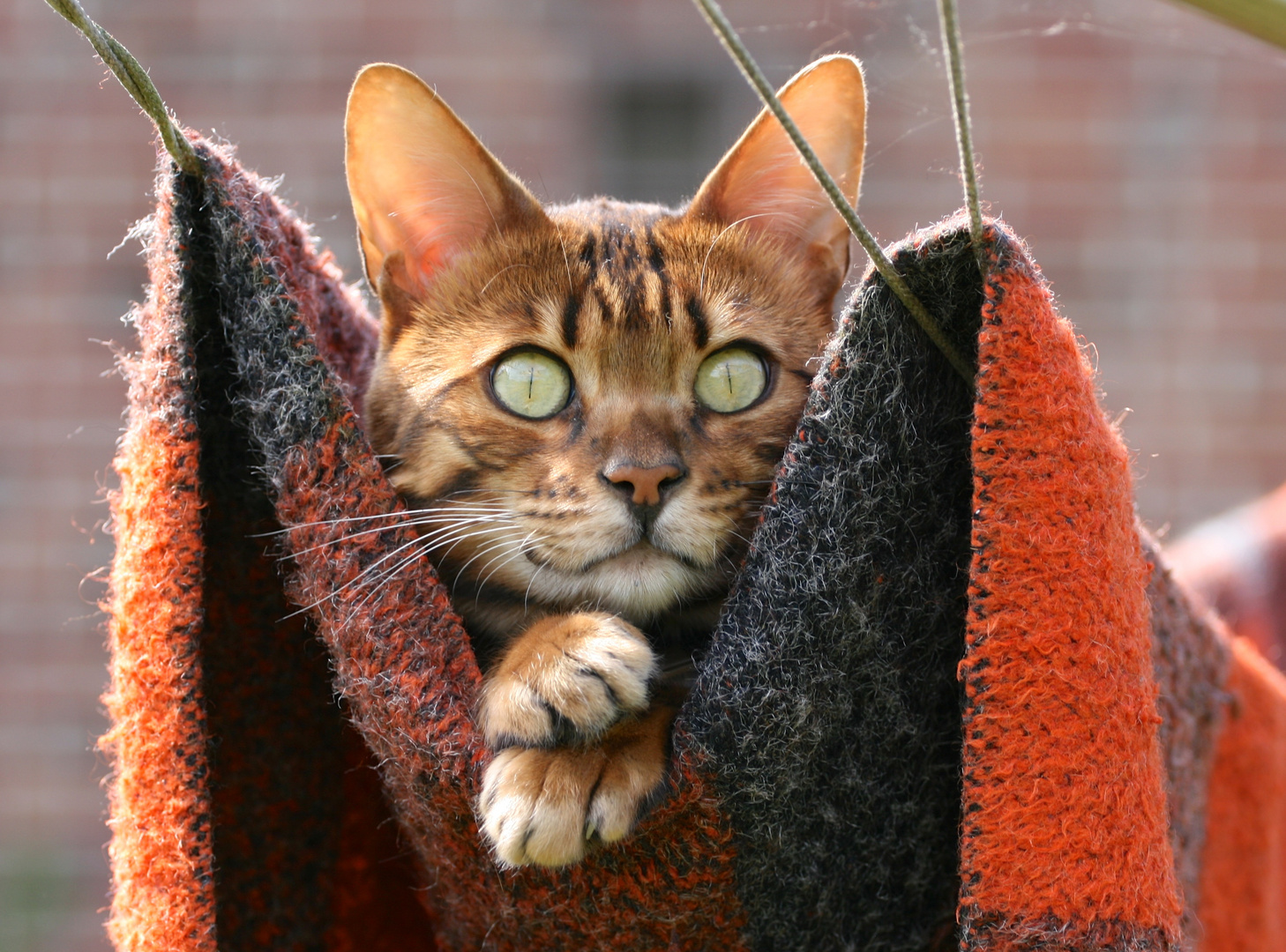 Kater Nuro auf der Wäscheleine