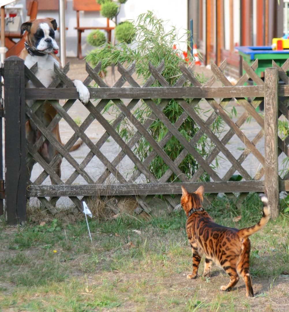 Kater Nuro Begegnung mit der Nachbarin