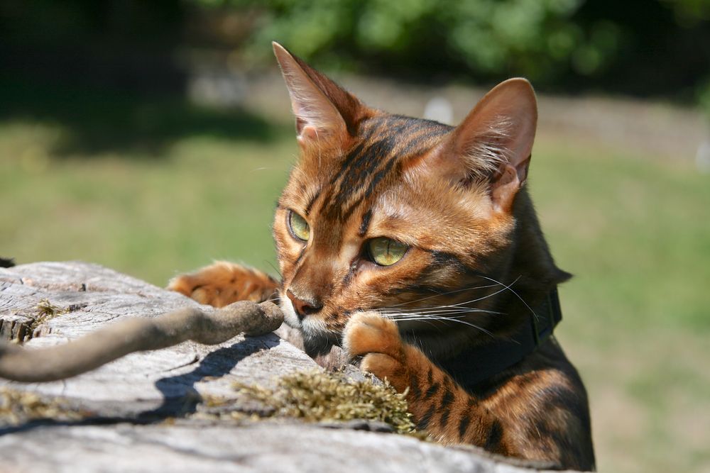 Kater Nuro bei der Jagd