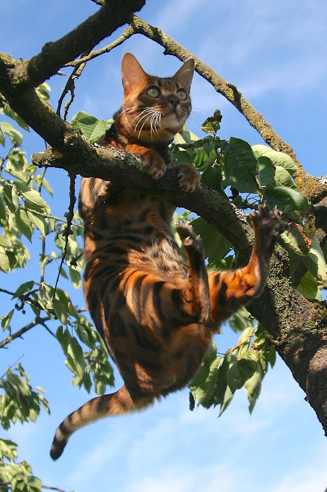 Kater Nuro bei der morgentlichen Gymnastikübung im Kirschbaum 