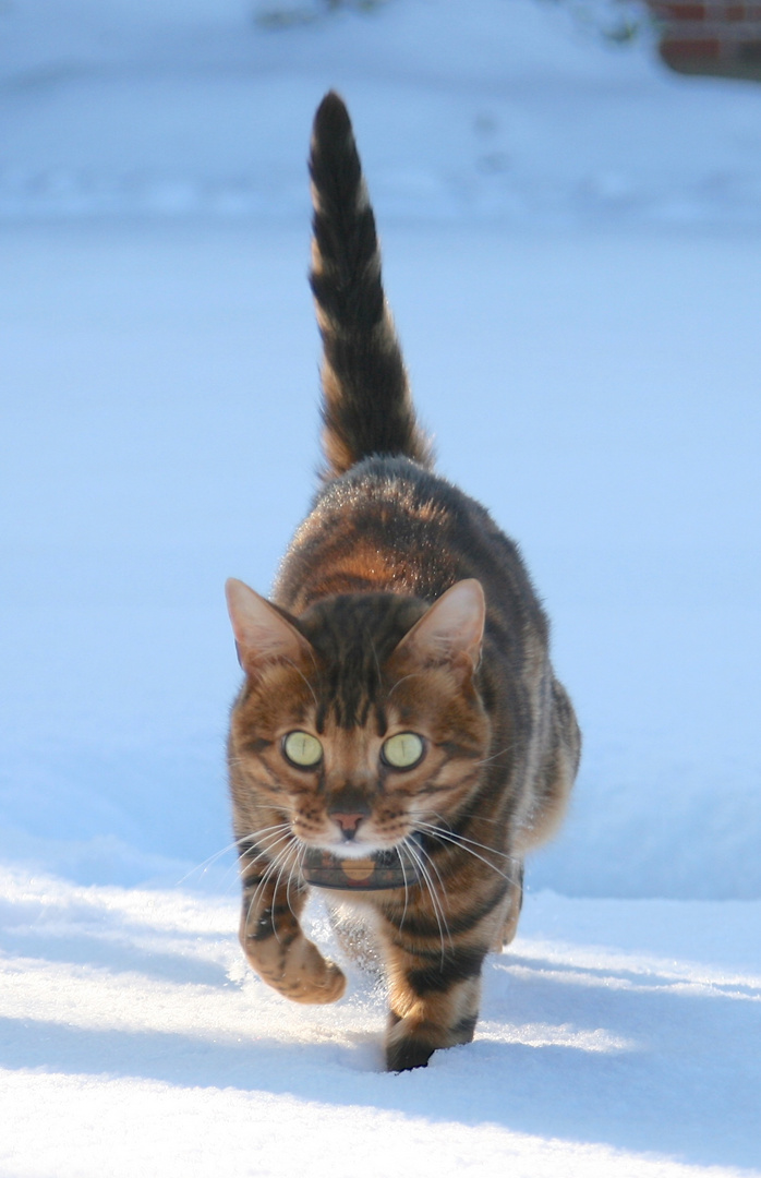 Kater Nuro im Tiefschnee