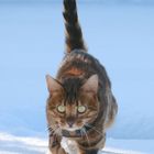 Kater Nuro im Tiefschnee