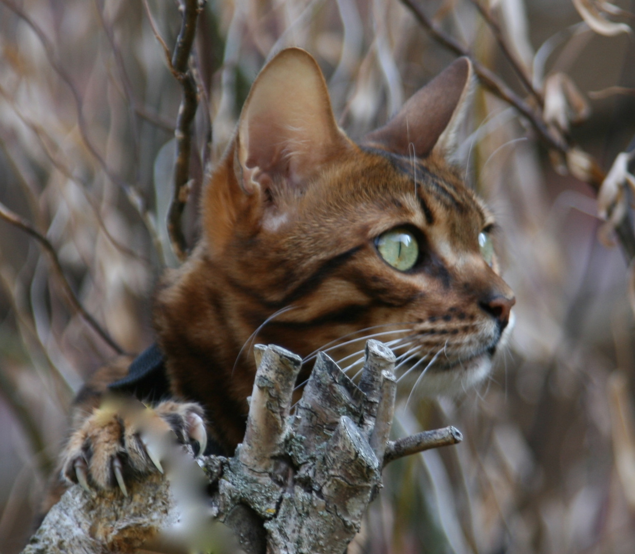 Kater Nuro in der vertrockneten Weide