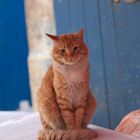 Kater orange