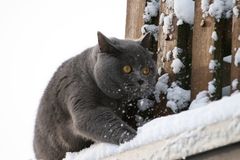 Kater Paul auf der Pirsch im Schnee