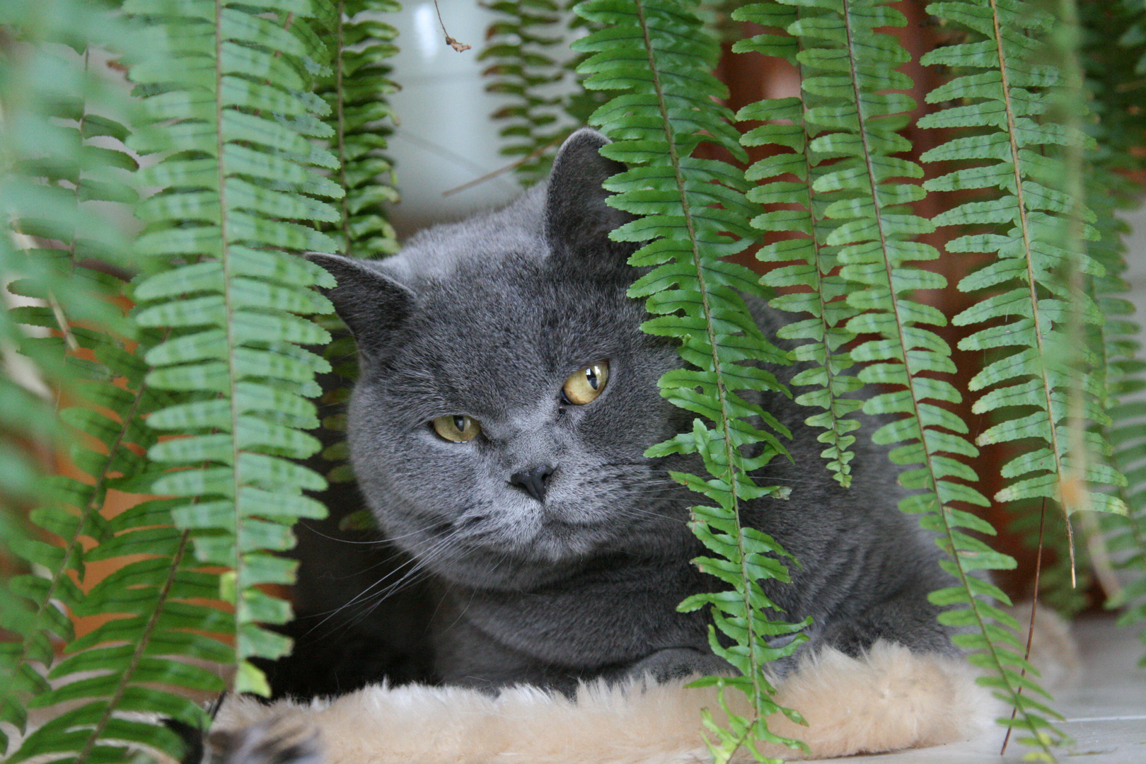 Kater Paul guckt aus seinem Versteck.