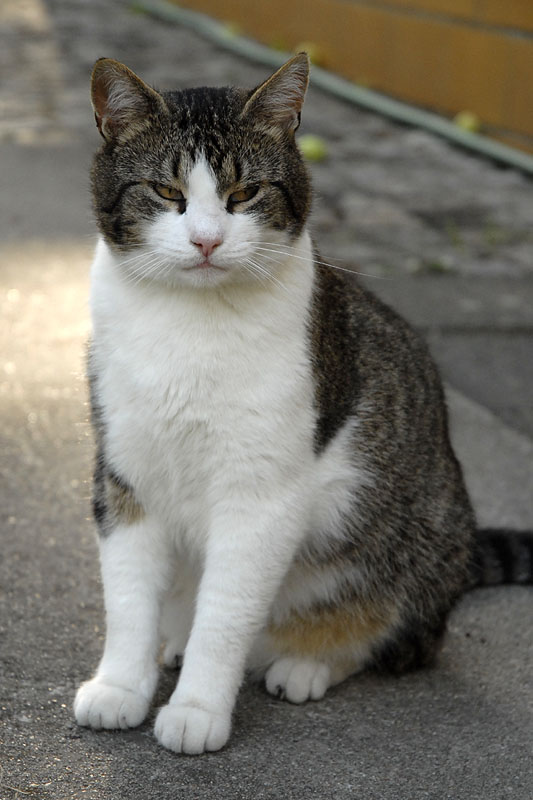 Kater Paul im Juli 2006