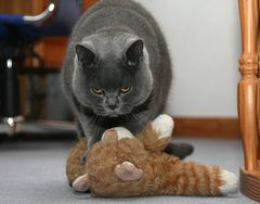 Kater Paul liebt seine Plüschkatze